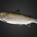 Whole Silver Gray Fish With Dark Spots On Dark Background Shown Clearly 3d model