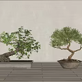 Two Bonsai Trees in Stone Pots with Green Foliage on Wooden Floor Against Gray Wall