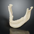 Detailed Realistic Human Mandible Skeletal Organ 3D Model on Black Background