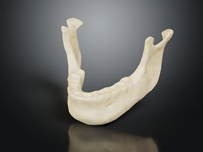 Detailed Realistic Human Mandible Skeletal Organ 3D Model on Black Background 3d model