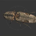 Detailed view of brown and black beetle with wings on dark background