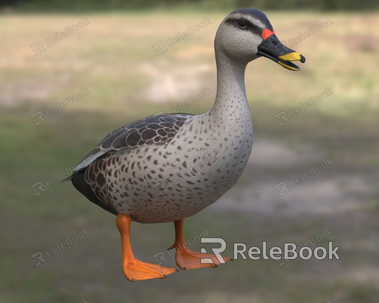 Biological animals of Indian spotted-billed duck model