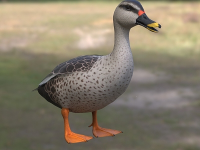 Biological animals of Indian spotted-billed duck model