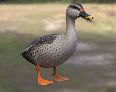 Biological animals of Indian spotted-billed duck 3d model