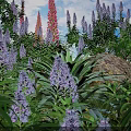 Vibrant Garden Flowers With Purple Pink Blooms Lush Green Leaves And Rock