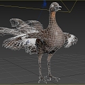 Modern Gorgeous Lyre Bird Wildlife Creatures 3d model