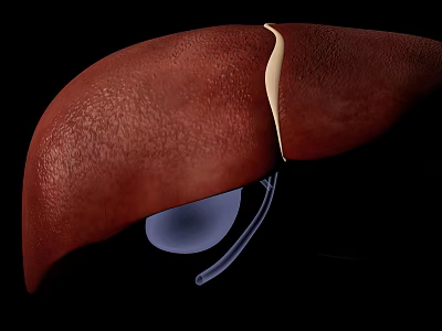 3D Liver Anatomical Model Medical Device with Detailed Structure for Medical Education 3d model