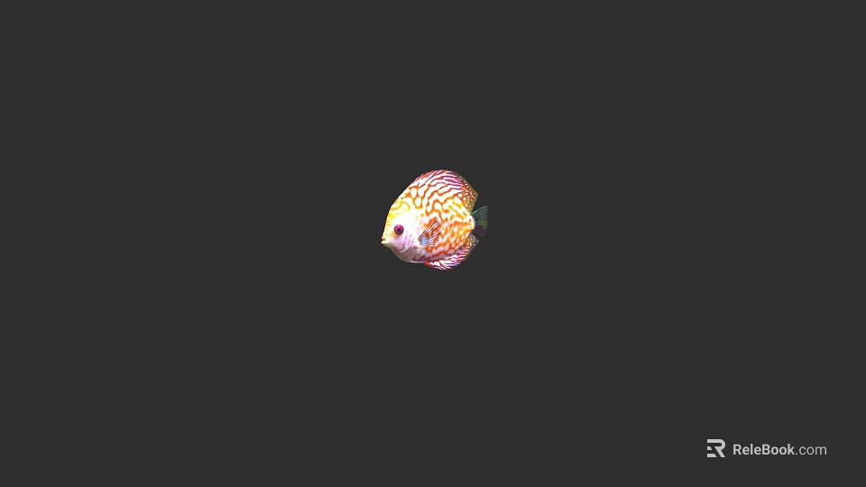 Beautiful Vibrant Discus Fish With Colorful Patterned Scales In Aquarium 3d model 