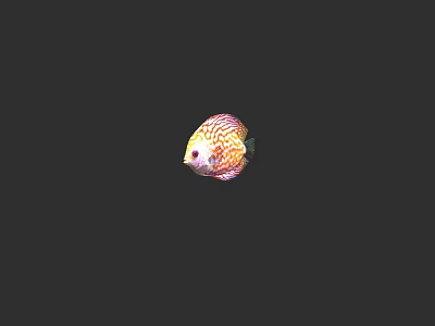 Beautiful Vibrant Discus Fish With Colorful Patterned Scales In Aquarium 3d model