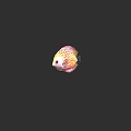 Beautiful Vibrant Discus Fish With Colorful Patterned Scales In Aquarium