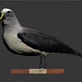 Standing Gray White Black Seabird Taxidermy With Red Base And Label On