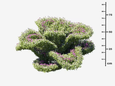 Dense Green Shrub with Lush Foliage and Purple Blooms 75 cm Height 3d model