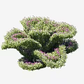 Dense Green Shrub with Lush Foliage and Purple Blooms 75 cm Height