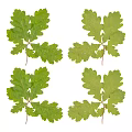 Four Green Oak Leaves Arranged on White Background in Two Rows 3d model