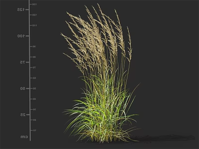Tall Ornamental Grass With Green Foliage And Feathery Plumes For Garden 3d model