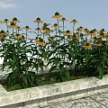 Vibrant Yellow Flowers With Lush Green Leaves On Stone Platform Under Blue Sky