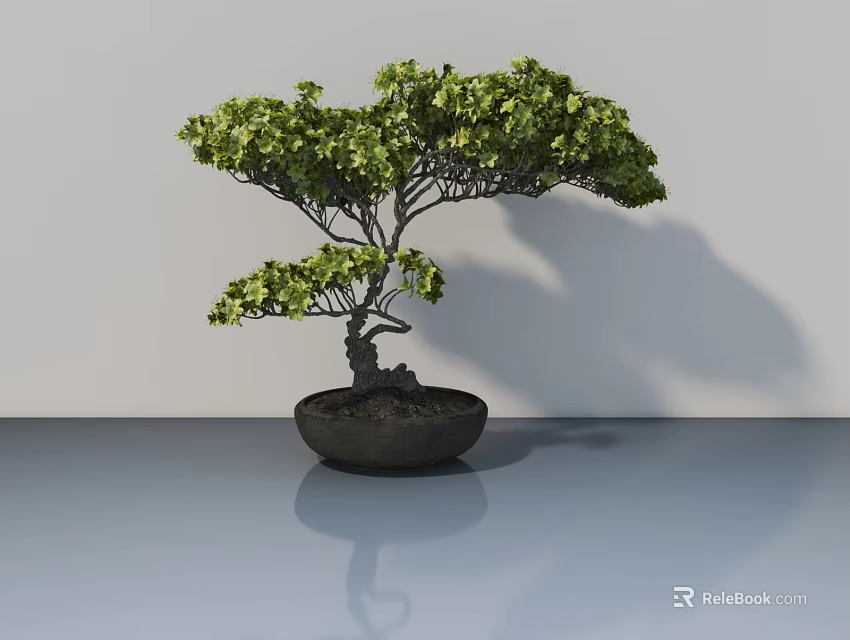 Green Bonsai Tree In Dark Pot With Light Wall And Grey Floor Reflection 3d model