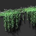 Lush Green Vines Hanging Over Edge With Dense Foliage And White Flowers