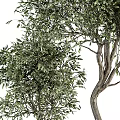 Lush Green Potted Olive Trees in Various Sizes with Concrete Planters for Home Decor