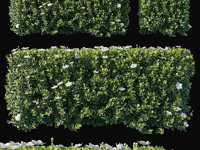 Lush Green Shrubs With White Flowers In Garden Landscaping Design 3d model
