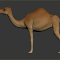 Realistic 3D Rendered Brown Dromedary Camel Standing On Gray Background With Reflection 3d model