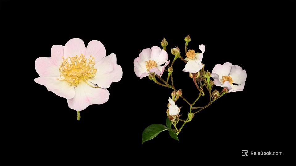 Pink And White Flower Blooms With Buds And Green Leaves On Black Background 3d model 