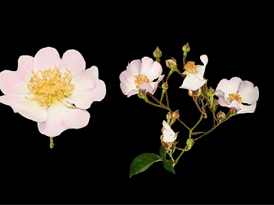 Pink And White Flower Blooms With Buds And Green Leaves On Black Background 3d model