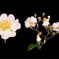 Pink And White Flower Blooms With Buds And Green Leaves On Black Background