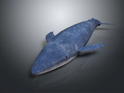 Realistic Blue Whale 3D Model on Dark Background with Sleek Surface Details 3d model