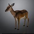 Realistic Brown Deer 3D Model With Smooth Fur Standing On Gray Background