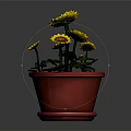 Beautiful Sunflowers In Red Pot With Green Leaves And Yellow Petals