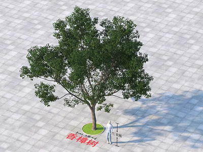 Lush Arbor Camphor Tree Standing On Stone Pavement With Green Lawn And Person 3d model