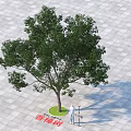 Lush Arbor Camphor Tree Standing On Stone Pavement With Green Lawn And Person