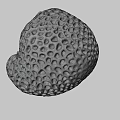 White Porous Coral With Intricate Hole Pattern Isolated On Black Background
