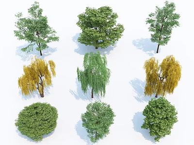 Various Arbor Species With Green And Yellow Foliage In Diverse Shapes 3d model