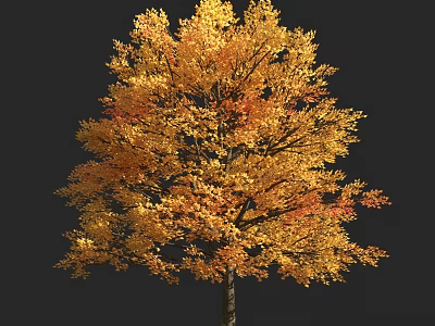 Tall Autumn Arbor With Vibrant Golden Orange Leaves Isolated On Black Background 3d model