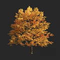 Tall Autumn Arbor With Vibrant Golden Orange Leaves Isolated On Black Background