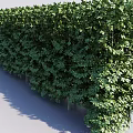 Lush Green Plant Wall As Vertical Garden With Dense Foliage And Natural Design