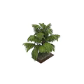 Lush Green Palm Tree With Clustered Trunks And Vibrant Fronds In Natural Setting