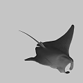 Graceful Manta Ray Gliding In Ocean Water With Extended Pectoral Fins