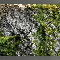 Decorative Natural Rock Wall with Lush Green Moss for Interior Design