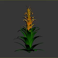 Tall Vibrant Tropical Plant With Green Leaves And Orange Layered Flowers