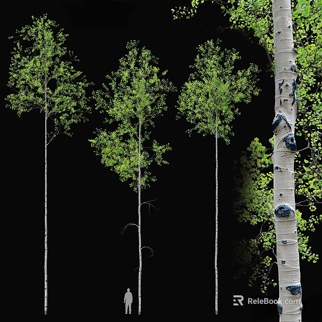 Tall Birch Trees With Green Leaves And White Trunks Showing Natural Growth 3d model 