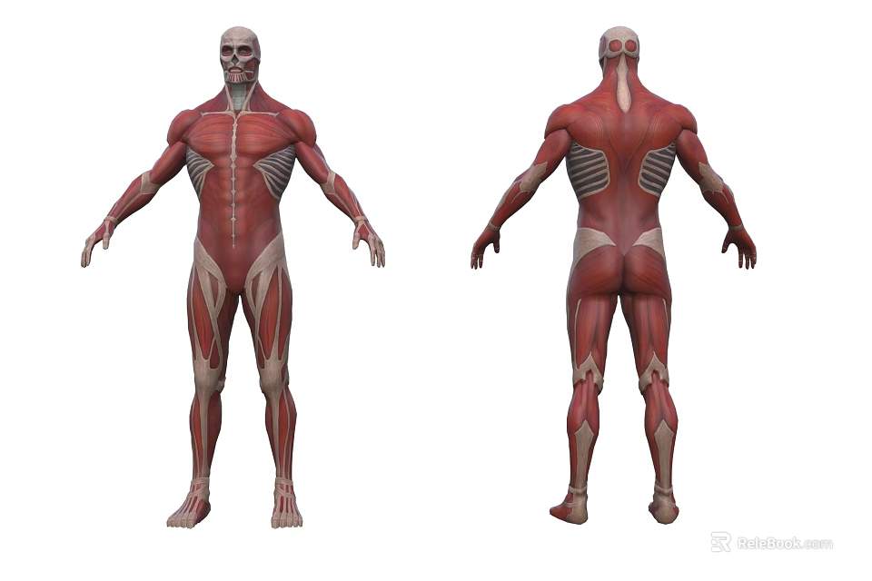 Detailed Human Limbs Muscular System Anatomical Model Front Back View With Muscle Structure 3d model 