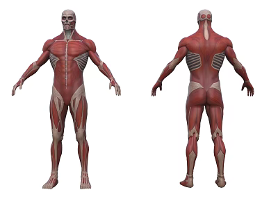 Detailed Human Limbs Muscular System Anatomical Model Front Back View With Muscle Structure 3d model