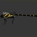 Black and Yellow Striped Dragonfly With Transparent Wings And Large Compound Eyes On Dark Background