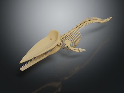 Modern Skeleton Fish Skeleton Whale Skeleton Animal Skeleton 3d model