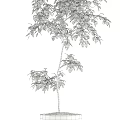 Lush Bonsai Plants With Green Foliage In Ceramic And Concrete Pots
