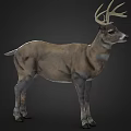 Realistic Standing 3D Deer Model With Antlers Brown Body White Belly On Dark Background