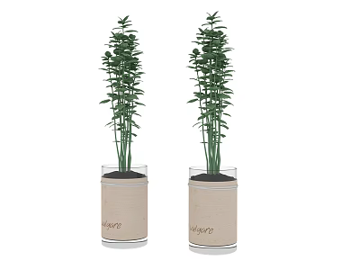 Two Bonsai Potted Plants in Beige Cylindrical Pots with Green Slender Stems Leaves and Text 3d model